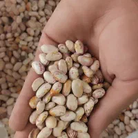 لوبیا چیتی اعلا