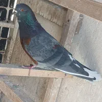 کفتر پرشی