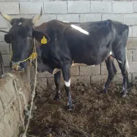 فروش گاو