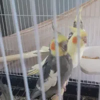 عروس هلندی