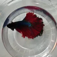 فایتر گوپی زبرا کت پوزه