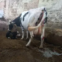 گاوشیری باگوساله سمنتال شیر۱۵ک