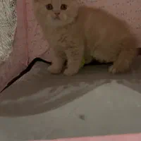 بیریتیش کرم و بلو