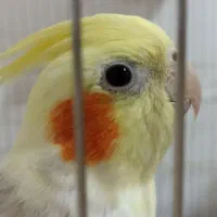 عروس هلندی نر و ماده