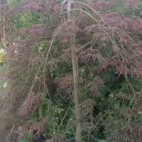 خدمات باغبانی