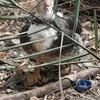 سیکا خارجی ماده