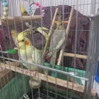 عروس هلندی ۶ماهه