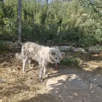 سگ گرگی|سگ|بروجرد, |دیوار