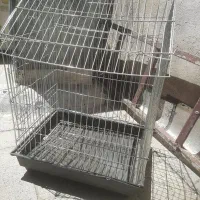 قفس عروس هلندی
