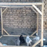 قفس مرغ و پرنده چوبی روسی