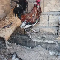 خروس