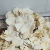 قارچ صدفی