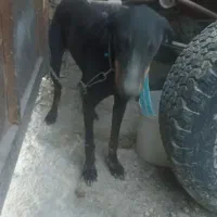 سگ ماده