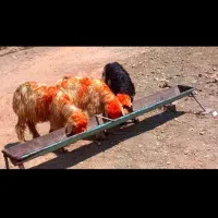 ۲نر ۱ ماده ۳تا باهم ۳۸تومن حراج