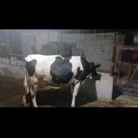 گاو آبستن