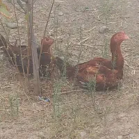 جوجه لاری ۴ ماهه اصل