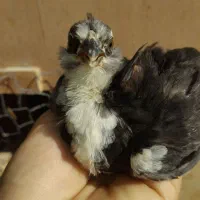 ۱۰ تا جوجه گلین لری ۲ ماهه