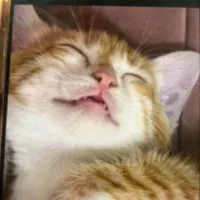 بچه گربه