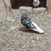 نر سرور با جوجه و طوقی ابی
