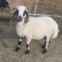 بره