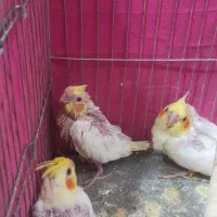 جوجه عروس هلندی سرلاکی