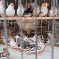 فنچ پنگوعنی کاکلی و بی کاکل وکینگ تعداد