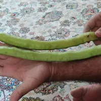 بذر باقله ارغوان