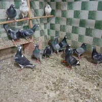 کبوتر مسافتی