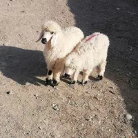 جفت بره ماده چاق