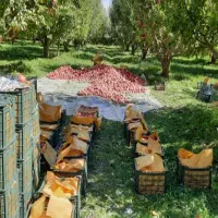 کارگر کشاورزی تیم ۱۵ نفره سریع و کاری