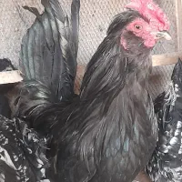 فروش خروس ریشی جوان