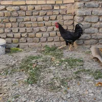 خروس سیاه فروشی