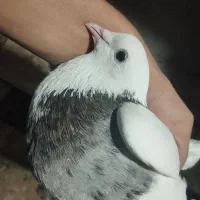 نر طوقی هفت رنگ