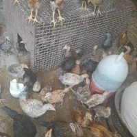 جوجه محلی