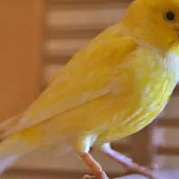 قناری ماده