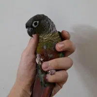 سخنگو نرمال