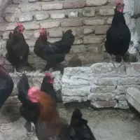 مرغ