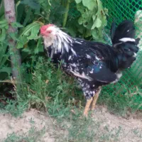 خروس گلین جوان