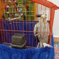 عروس هلندی سالم