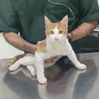 گربه خانگی آروم