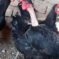 جوجه مرغ محلی تخمی