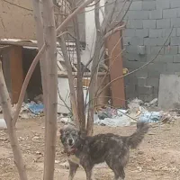 سگ نر و لاس بومی