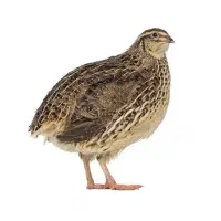 ۱۱ عدد بلدرچین معاوضه میکنم