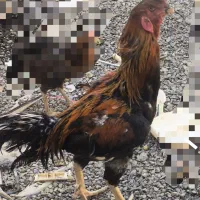 مرغ خروس لاری درجه یک ب ضمانت