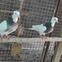 جوانه طوقی هفت رنگ و زیره ای