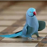 ملنگو پیداشده