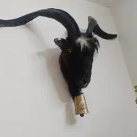 سلام فروش دو عددگله دباقی شده تمیز بدون اشکال