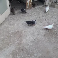 کبوتر فروشی