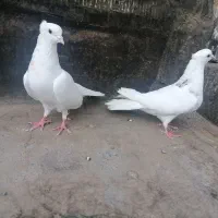کفتر. سفید