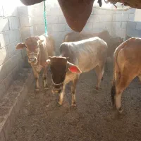 گوساله نر